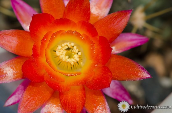 Lobivia maximiliana v. caespitosa