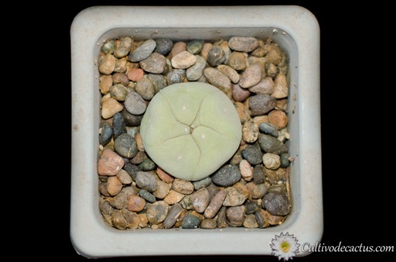 Lophophora diffusa