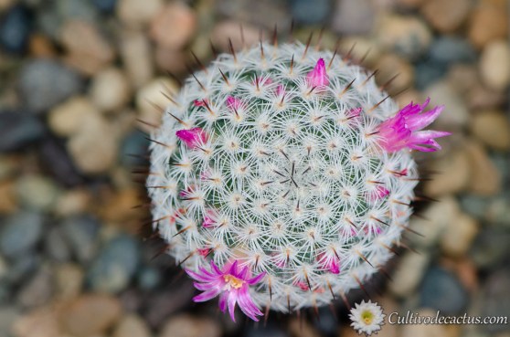 Mammillaria haageana, 01 de septiembre 2018