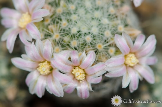 Mammillaria schiedeana ssp. giselae