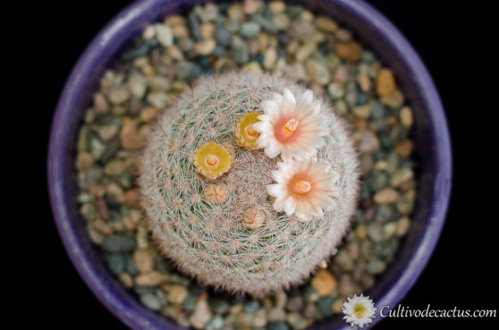 Mammilloydia candida