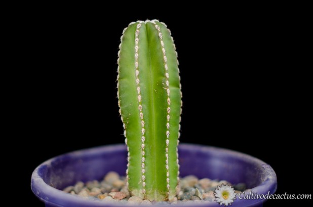Pachycereus marginatus