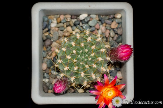 Lobivia maximiliana caespitosa