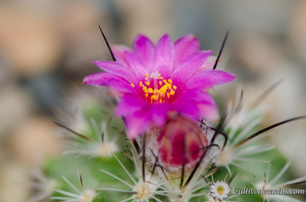Turbinicarpus viereckii