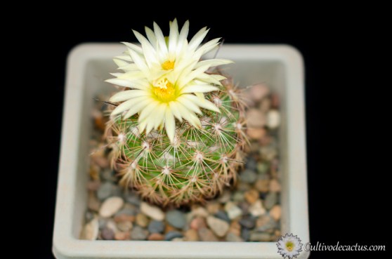 Coryphantha pseudoechinus subsp laui