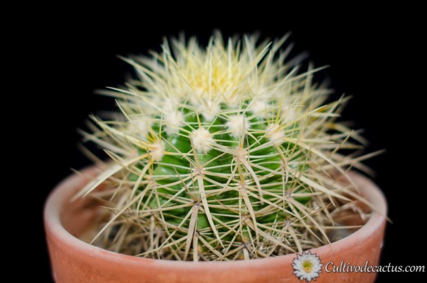 Echinocactus grusonii
