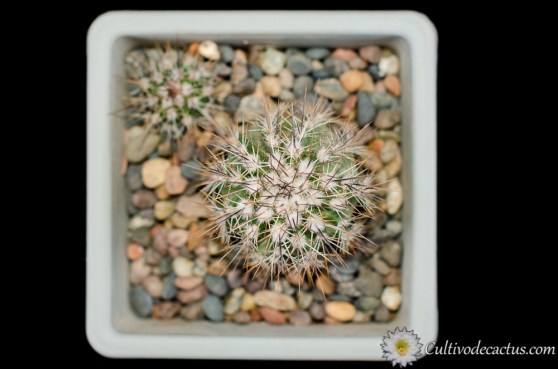 Echinocereus stoloniferus ssp. tayopensis