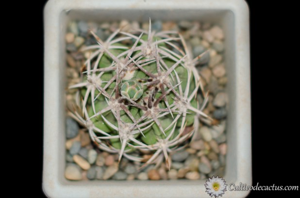 Gymnocalycium castellanosi ssp. ferocius