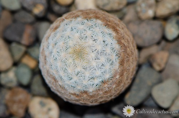 Mammillaria lasiacantha ssp. egregia