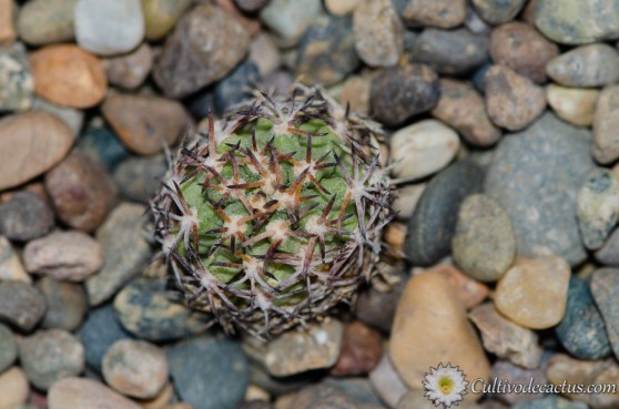 Pygmaeocereus bieblii v. kuehhasii