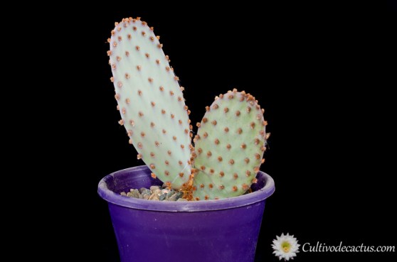 Opuntia basilaris