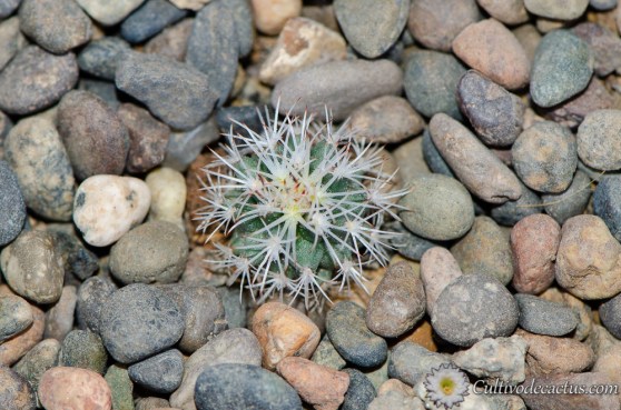 Turbinicarpus beguinii ssp hintoniorum