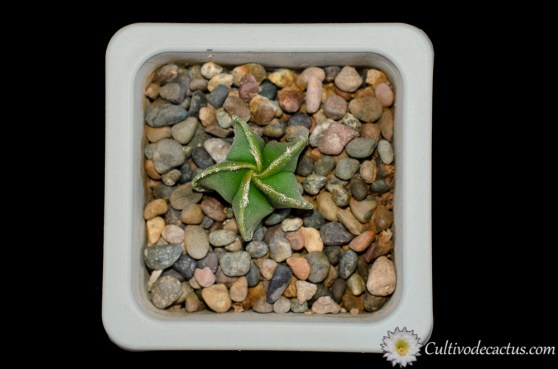 Astrophytum myriostigma v. nudum