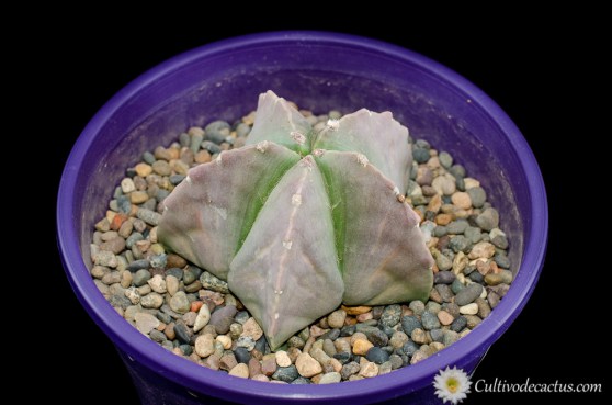 Astrophytum myriostigma v. nudum