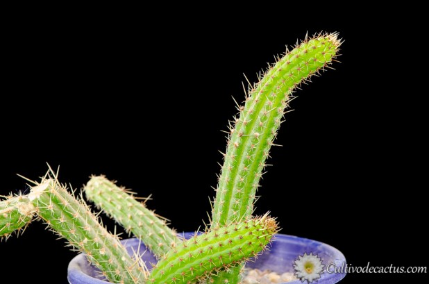 Cleistocactus samaipatanus