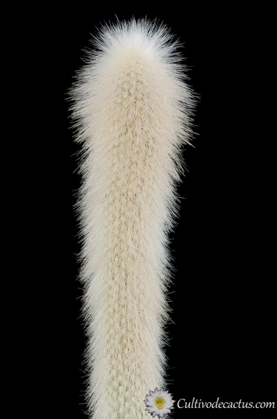 Cleistocactus strausii