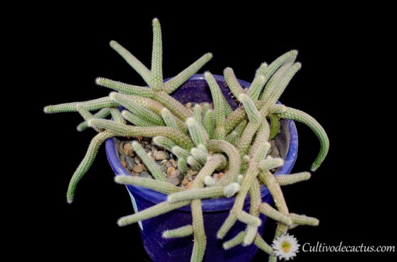 Disocactus flagelliformis