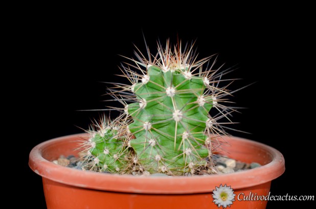 Echinocereus coccineus ssp. paucispinus, 5 de Octubre de 2020