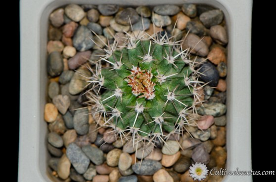 Echinocereus fendleri v. albiflora