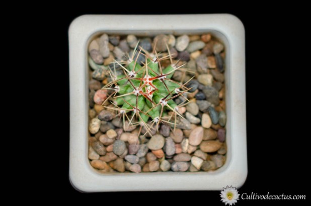 Echinocereus triglochidiatus