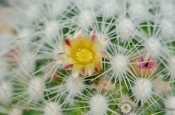 Mammillaria densispina