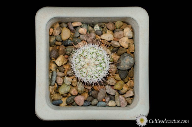 Mammillaria dioica ssp. angelensis