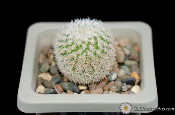 Mammillaria supertexta