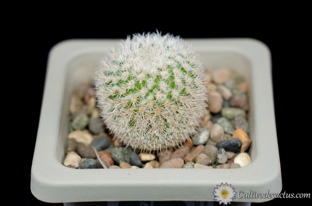 Mammillaria supertexta