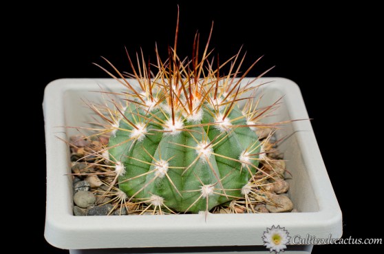 Melocactus curvispinus ssp. caesius