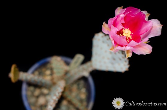 Opuntia basilaris, 11 de Octubre de 2020