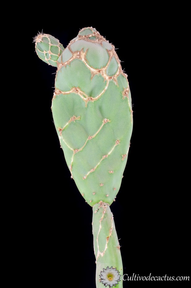 Opuntia stricta dillenii fm. reticulata