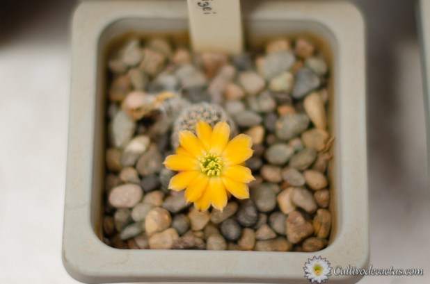 Rebutia pygmaea v. knizei