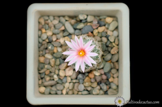 Turbinicarpus saueri ssp knuthianus