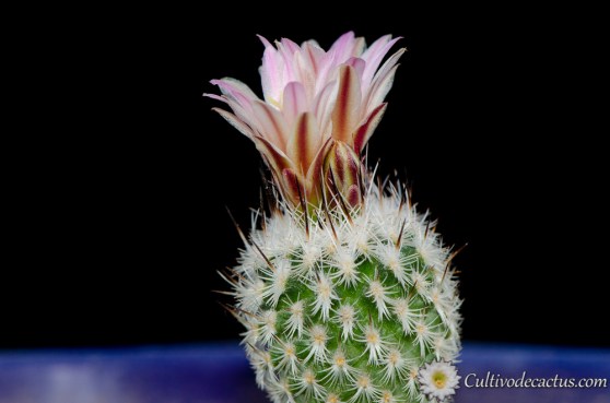 Turbinicarpus subterraneus var. zaragosae