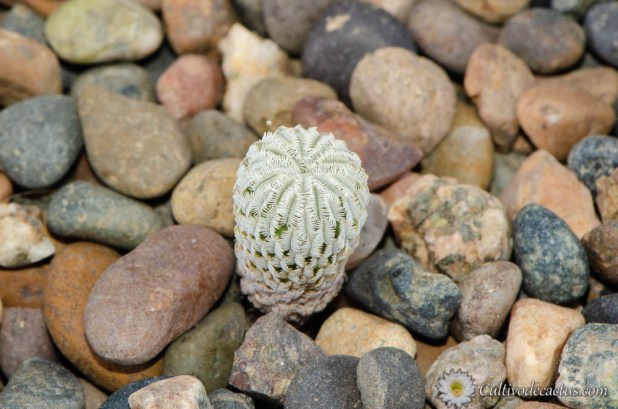 Turbinicarpus pseudopectinatus