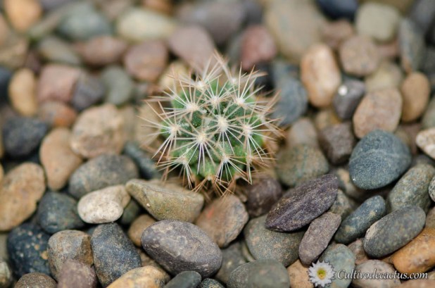 Escobaria missouriensis