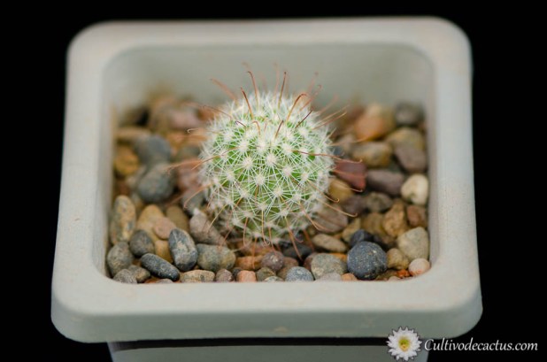 Mammillaria neopalmeri