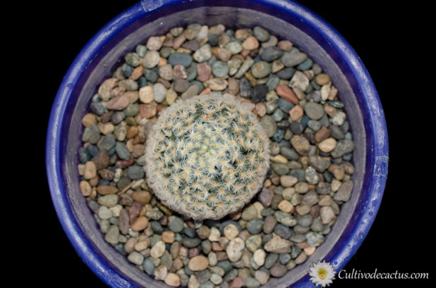 Mammillaria schiedeana ssp. schiedeana