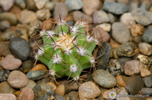 Melocactus matanzanus