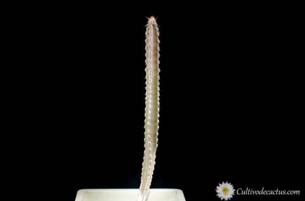 Peniocereus marianus