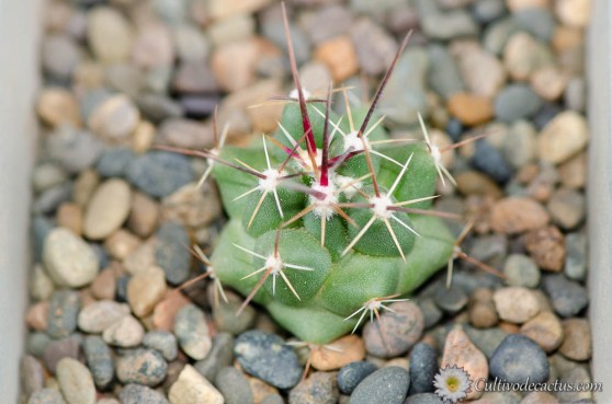 Thelocactus conothelos ssp. garciae
