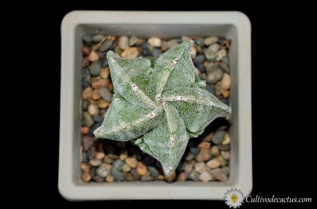 Astrophytum myriostigma cv. Fukuryu