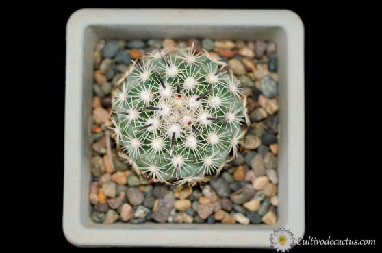 Coryphantha kracikii