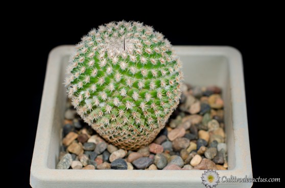 Mammillaria huitzilopochtli ssp. huitzilopochtli