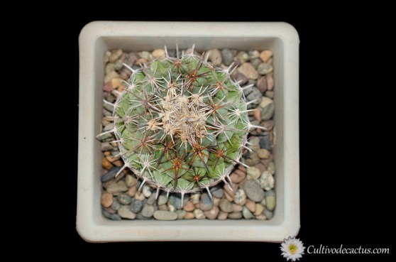 Coryphantha salinensis