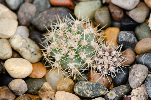 Acanthocalycium violaceum