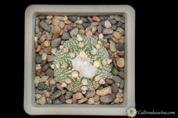 Astrophytum asterias cv. Shinshowa