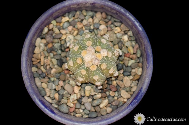 Astrophytum multihibrido