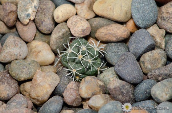 Coryphantha ottonis
