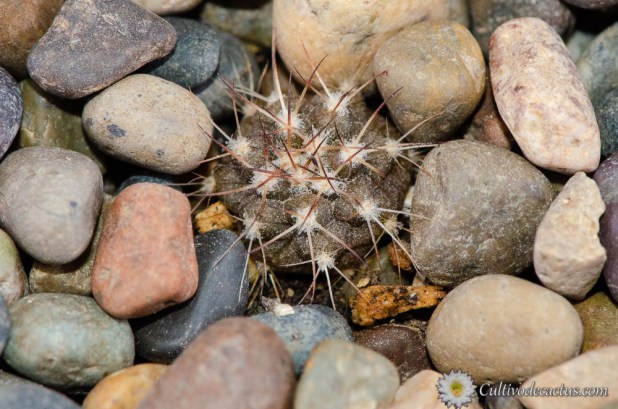 Discocactus placentiformis